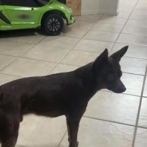 Image of Rinto, Lost Dog