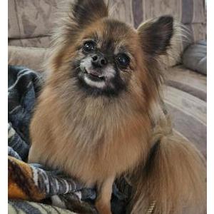 Lost Dog TJ