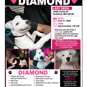 Lost Dog Diamond