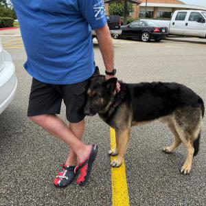 Image of unknown, Found Dog