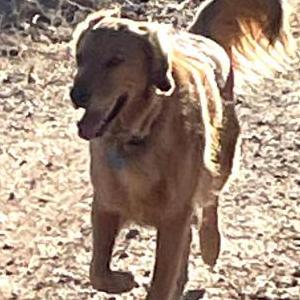 Image of Theo, Lost Dog