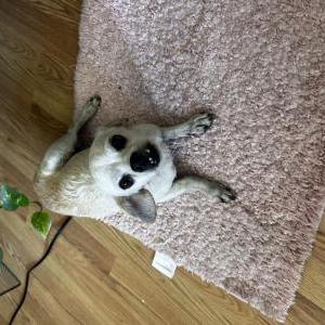 Image of Unknown, Found Dog