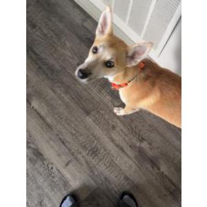 Image of Kovu, Lost Dog