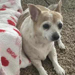 Image of Tina, Lost Dog
