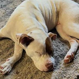 Image of Xena, Lost Dog