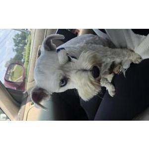 Image of Unknown, Lost Dog
