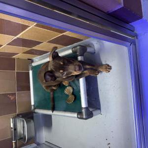 Image of Dino, Lost Dog