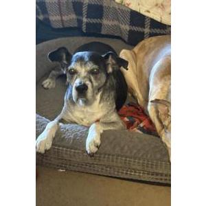 Image of Drifter, Lost Dog