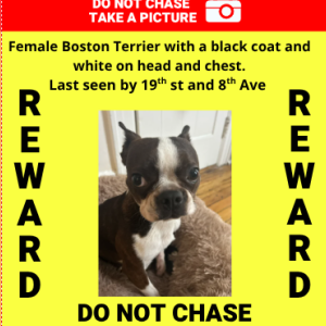 Image of Goose, Lost Dog
