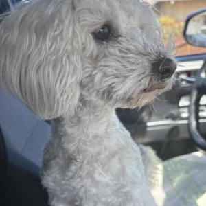 Image of Lulu, Lost Dog