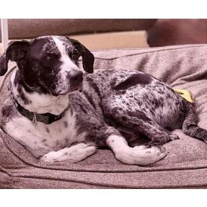 Image of Unknown, Found Dog