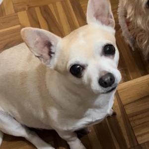 Image of Gurumina, Lost Dog