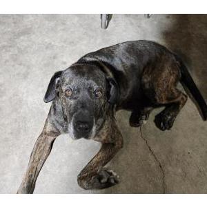 Image of Tina, Lost Dog