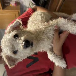 Image of unknown, Found Dog