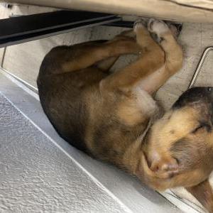 Image of Unknown, Found Dog