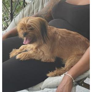 Image of Feisty, Lost Dog