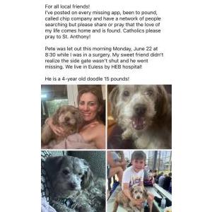 Image of Pete, Lost Dog