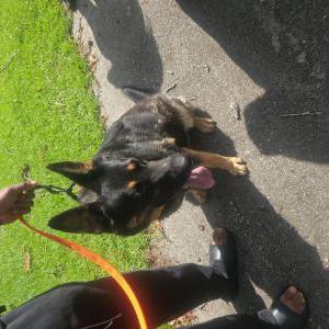Image of Unknown, Found Dog