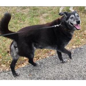 Image of Buddy, Lost Dog