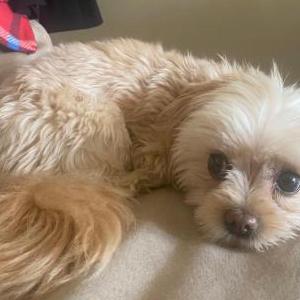 Lost 1 Milady (CA)