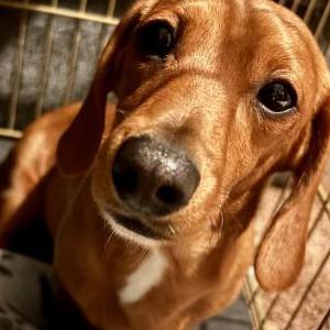 Image of Oliver, Lost Dog