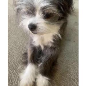 Image of Petal, Lost Dog