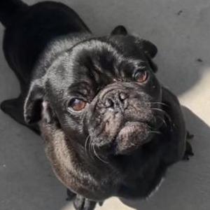 Image of Duke, Lost Dog