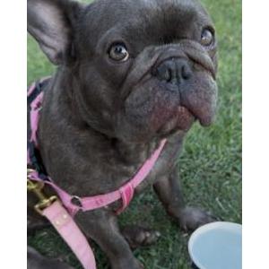 Image of Cherry, Lost Dog