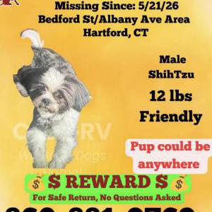Image of Prince, Lost Dog