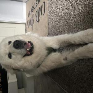 Lost Dog Snead
