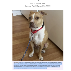 Image of Pepper, Lost Dog