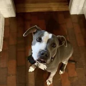 Image of Blu, Lost Dog
