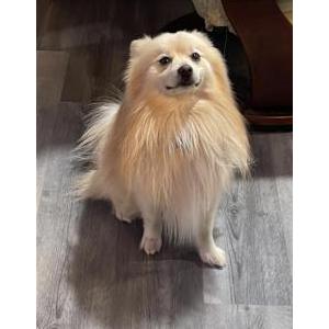 Image of HACHI, Lost Dog