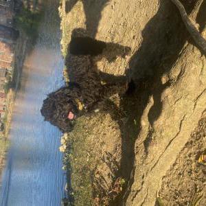 Image of Eli, Lost Dog