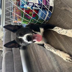 Image of Unknown, Found Dog