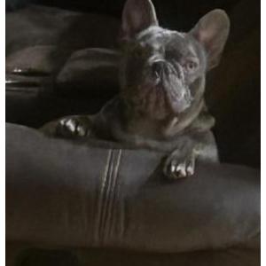 Lost Dog Cash