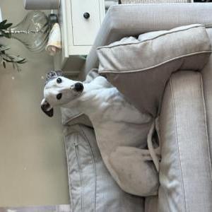 Image of Dabu, Lost Dog