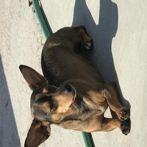 Image of Scooby, Lost Dog