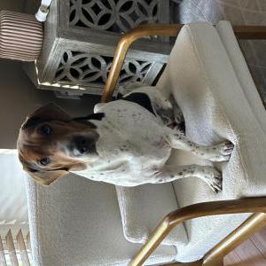 Image of Olive, Lost Dog