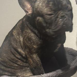 Image of Louie, Lost Dog