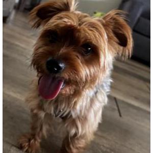 Image of Messi, Lost Dog
