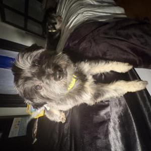 Lost 1 Benzino (California)