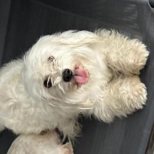 Image of Coco, Lost Dog