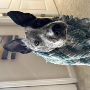 Image of Willow, Lost Dog