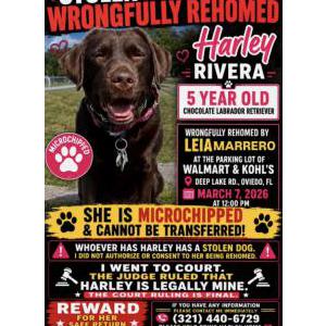 Image of Harley Rivera, Lost Dog