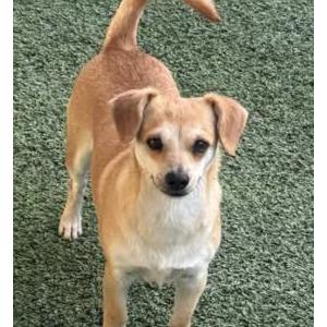 Image of Patsy, Lost Dog