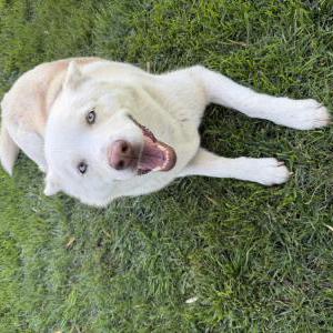 Image of Unknown, Found Dog