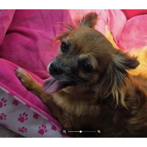 Image of Chica, Lost Dog