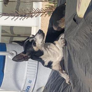 Image of Chip, Lost Dog