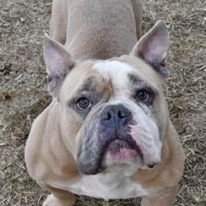 Lost 1 Rino (Texas)